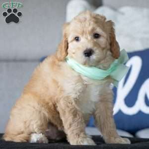 Mia, Golden Mountain Doodle Puppy